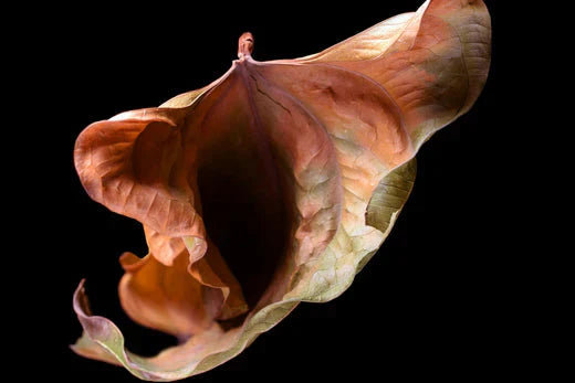 Lubrificação vaginal durante a menopausa