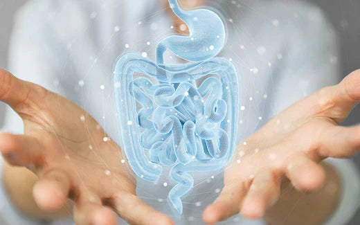 Probióticos e prebióticos: como podem ajudar você durante a menopausa?
